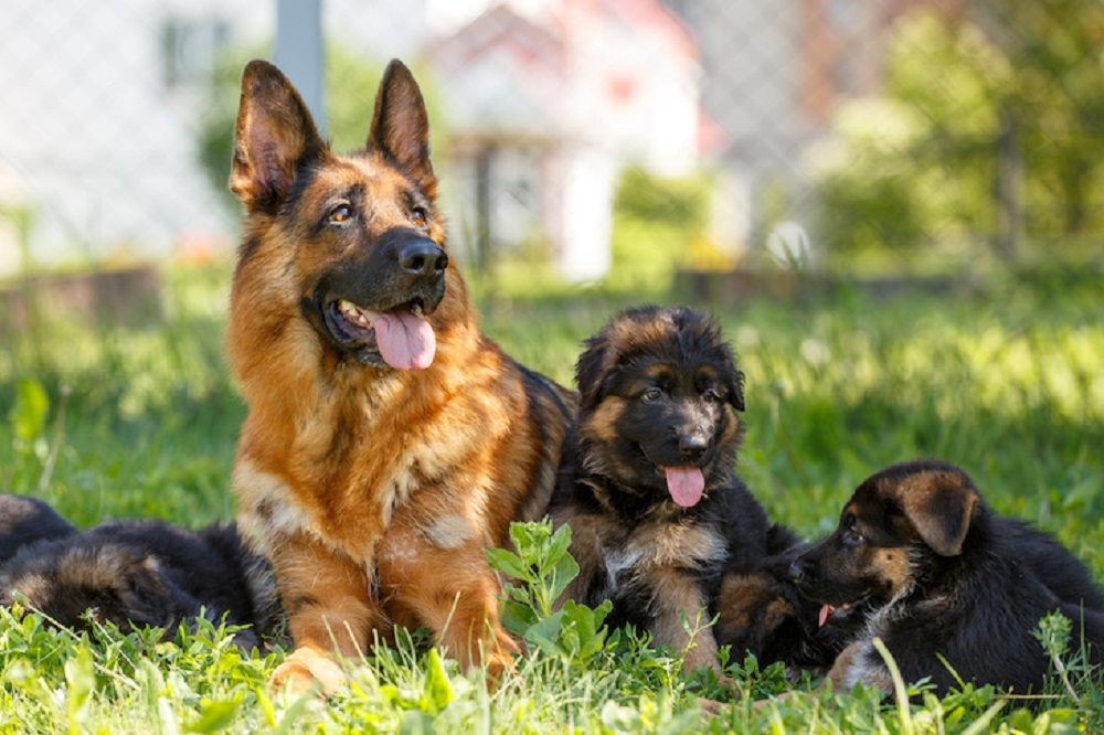 Are German Shepherds Good Family Dogs