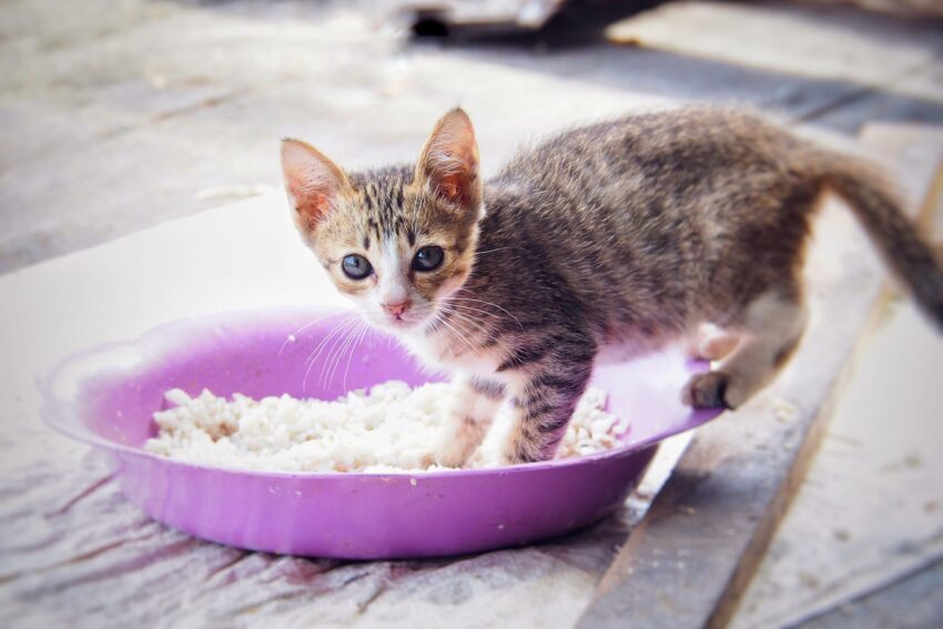can cat eat white rice