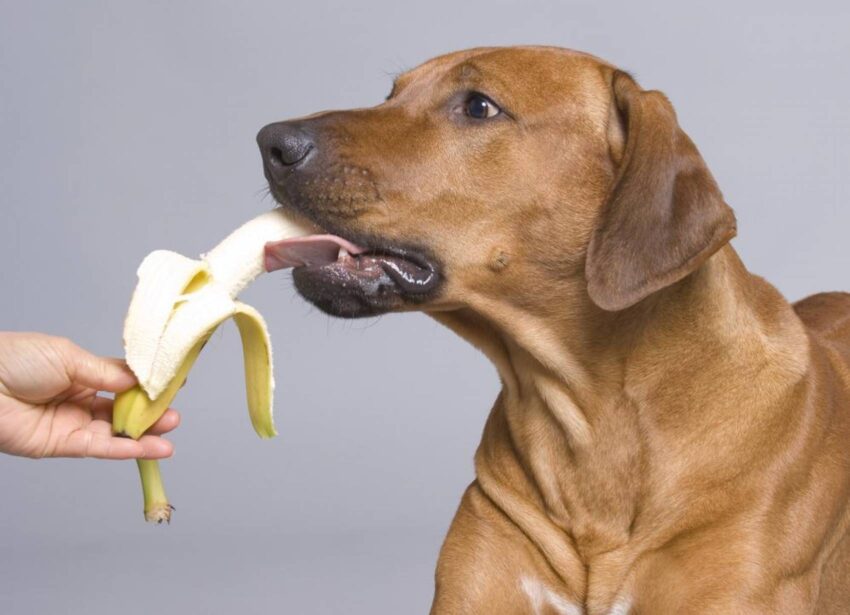 can dog eat banana