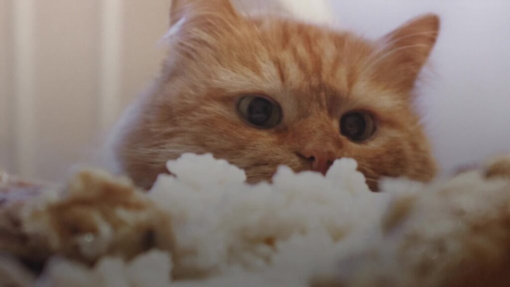 can cat eat white rice