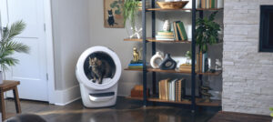 how long can cat go without pooping