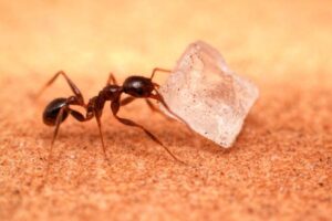 how to get rid of ants in kitchen