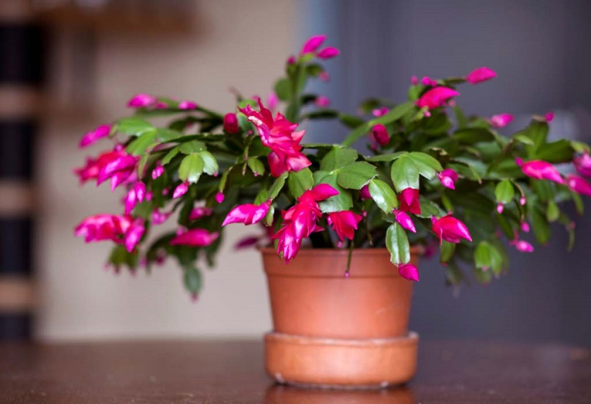 Christmas Cactus Care: Nurturing Blooms