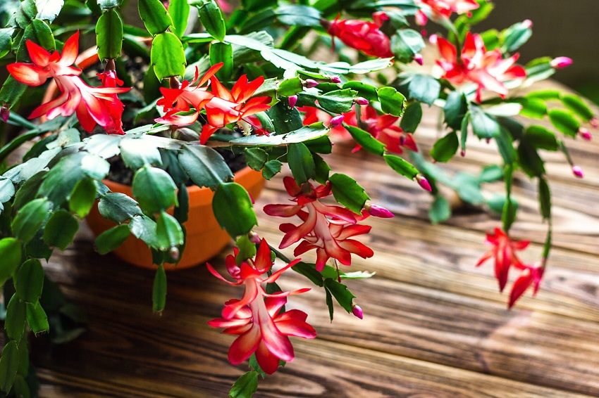 Christmas Cactus Care