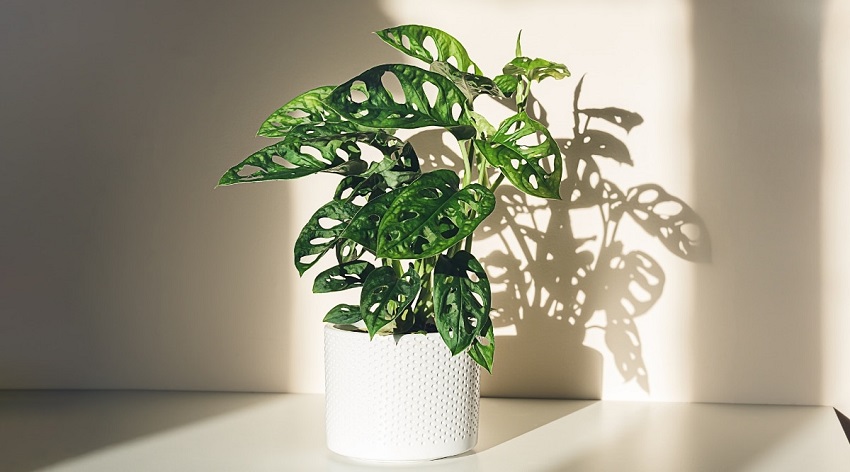 What Happens If Monstera Gets Too Much Sun
