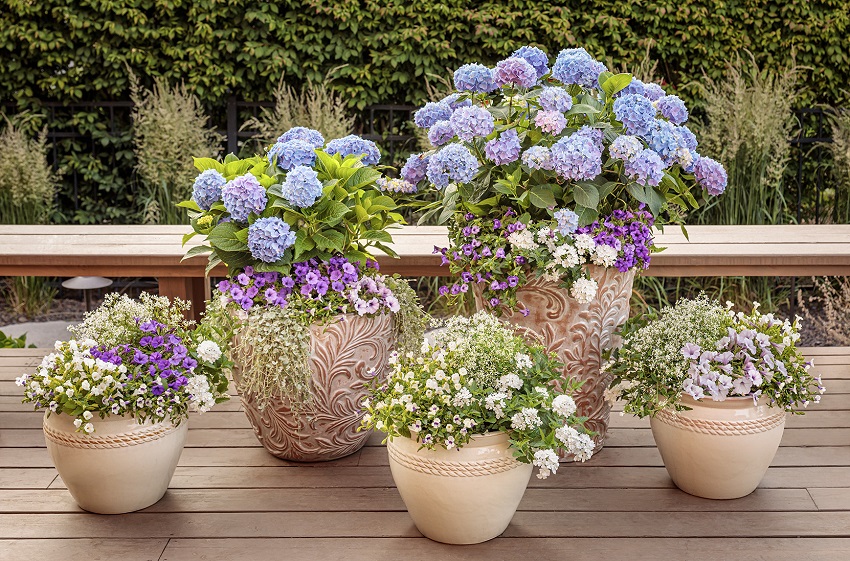 What is the Best Potting Mix for Hydrangeas