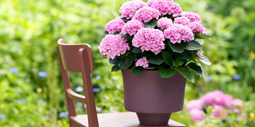 What is the Best Potting Mix for Hydrangeas: Popular Brands and Models