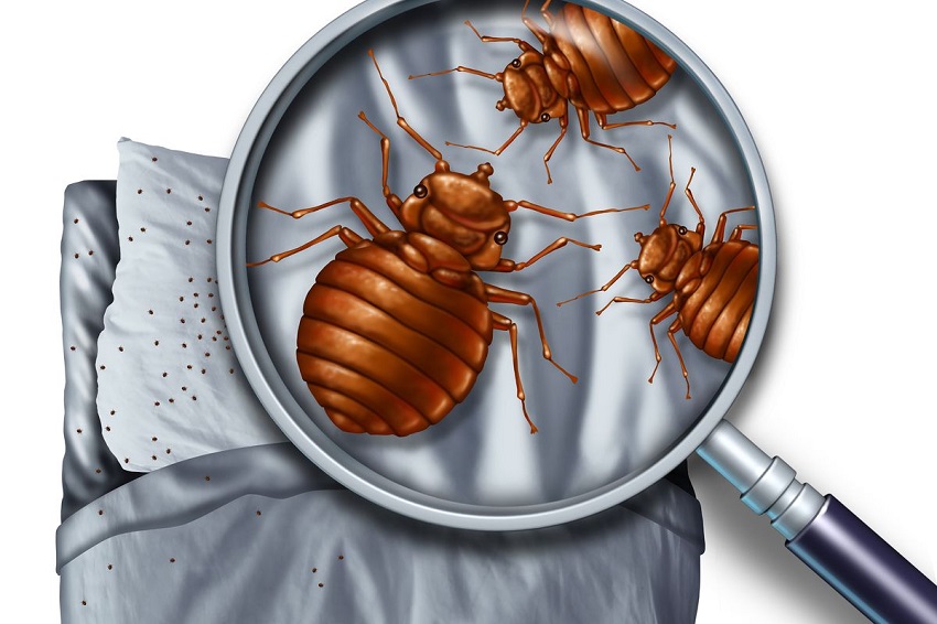 Does Clove Oil Kill Bugs: Clove Oil for Bed Bugs
