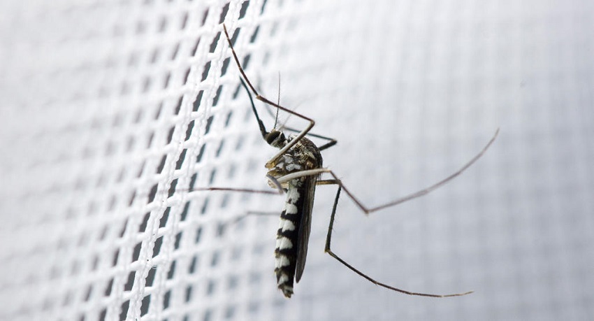 What are 3 Common Methods to Control Mosquitoes