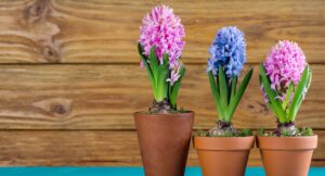 Secrets of Lily Bulb Sprouting