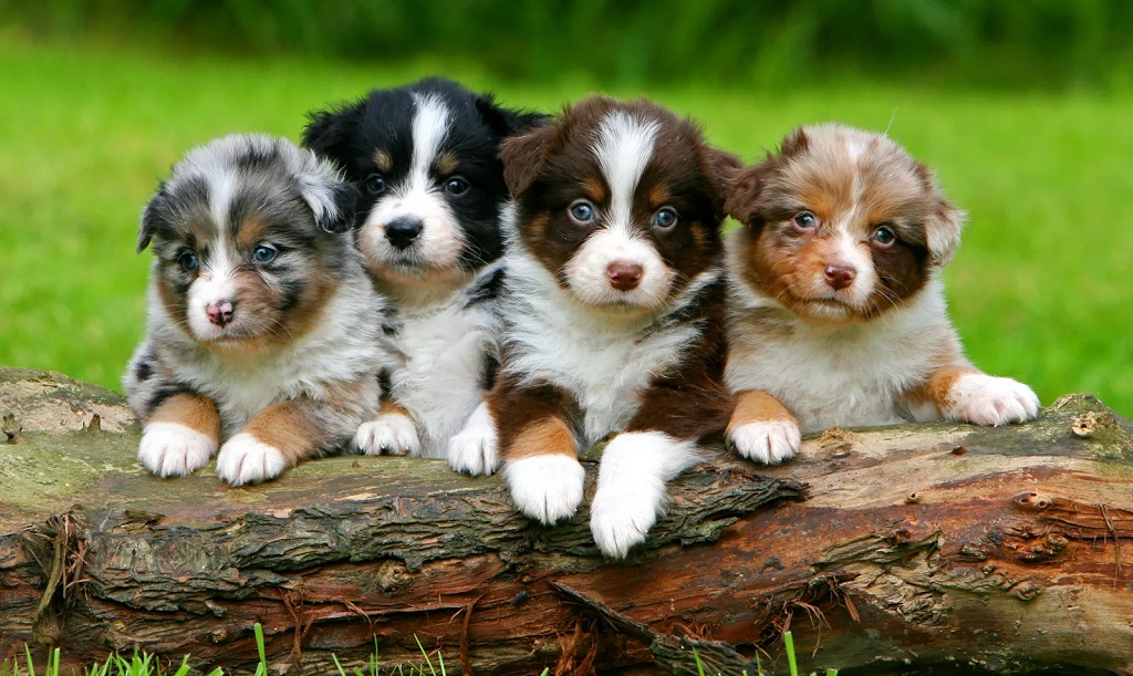 What are the methods of breed improvement? 