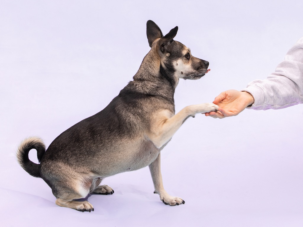 What is the preferred method of dog training?