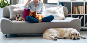 What type of sofa is pet-friendly