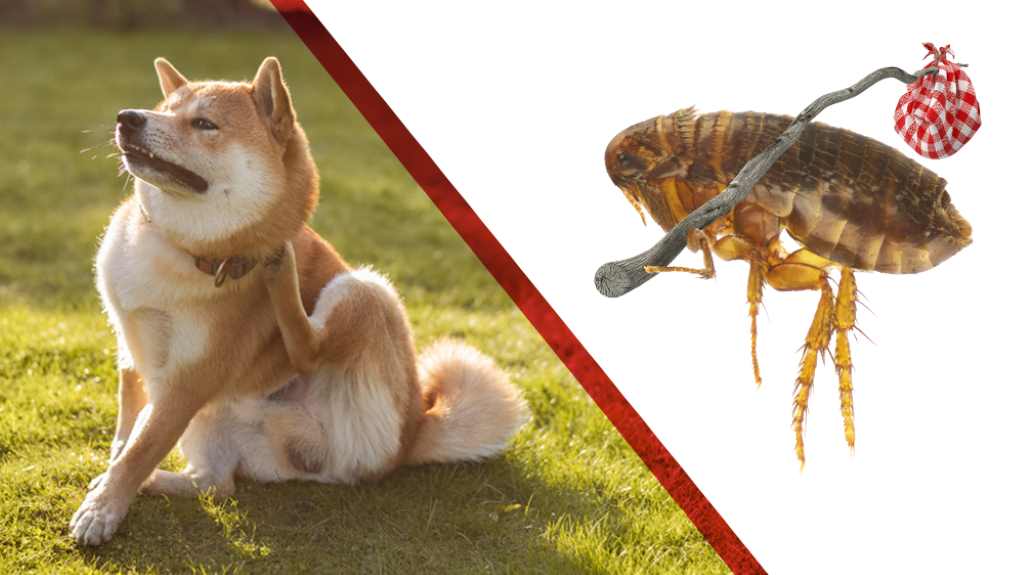 How do I permanently get rid of ticks and fleas on my dog