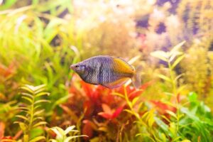 Best aquarium fish sourcing