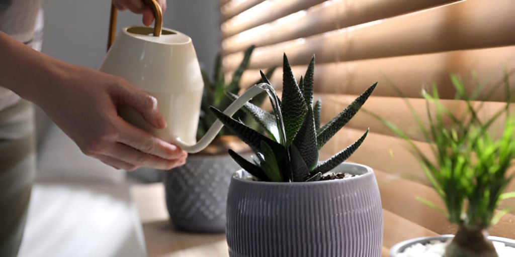 How often to water succulents