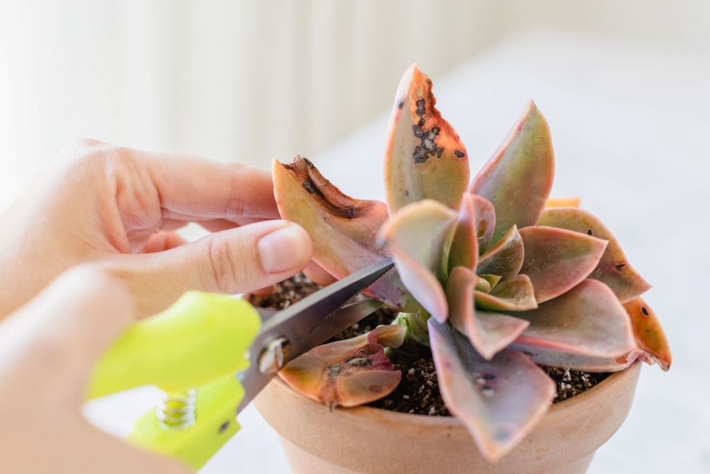 How to revive a waterlogged succulent without repotting