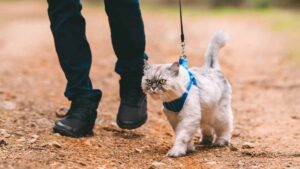 What age can you start leash training a cat?