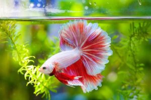 How to Care for Betta Fish on Aquariums