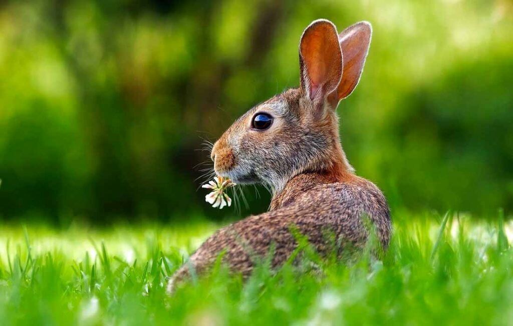 5 Tips for Eco-Friendly Lawn Care