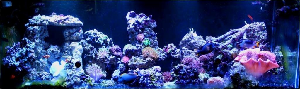 Essential Equipment for Reef Tank Enthusiasts: A Guide to Building Your Underwater Paradise