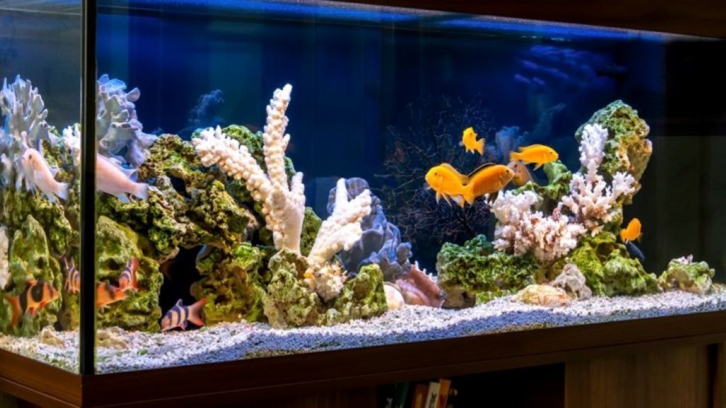 Reef aquarium essentials review forum