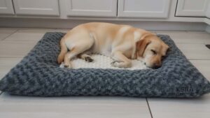 Cozy KSIIA plush dog bed with egg-crate foam supporting a relaxed Labrador