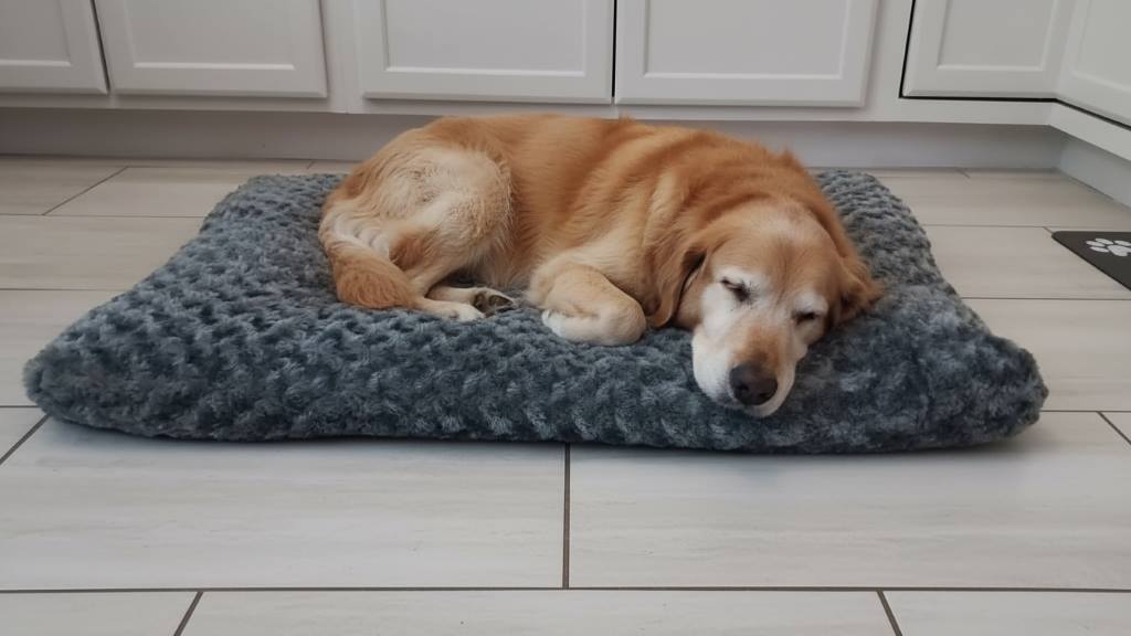 Senior dog comfortably resting on KSIIA orthopedic alternative bed in home setting